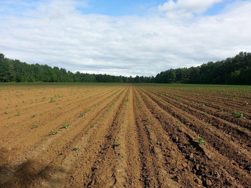 food, seed, soil, farming, seedlings, sowing, soil, soil, soil, soil, soil, sowing