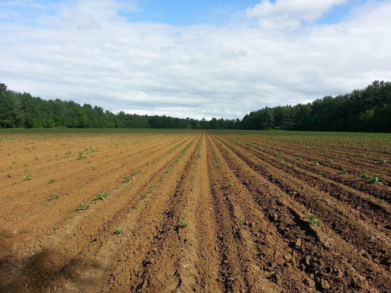 food, seed, soil, farming, seedlings, sowing, soil, soil, soil, soil, soil, sowing