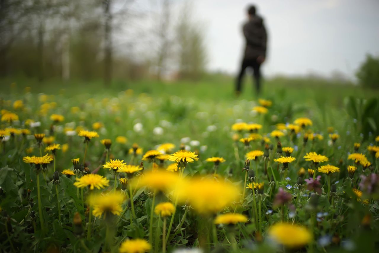 Close-up of yellow dandelions in a spring field with a blurred figure in the background.